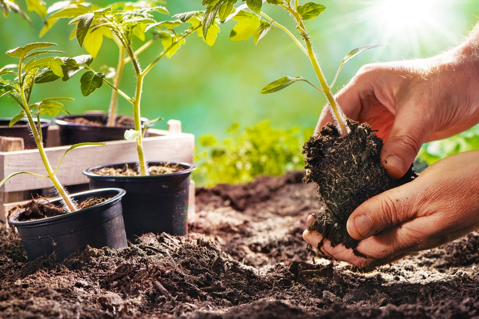 Green Hands Gardening Service