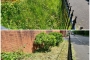 The grass is growing!