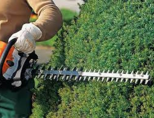Hedge Trimming